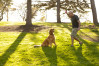 lifestyle-man-dog-ball-park